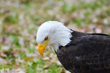 Obraz premium Weßkopfseeadler