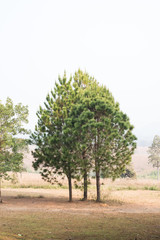 The pine tree in Thung Salaeng Luang Nation Park