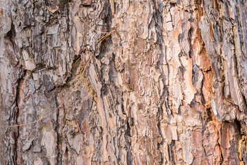 The bark of the pine tree with sunrise