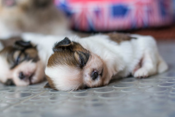 Shih Tzu puppies