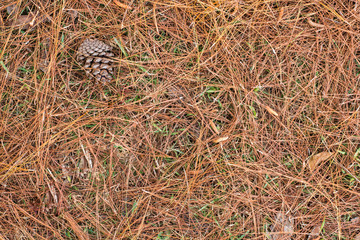 Dry pine needles on the ground 