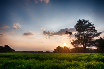 Green Field at sunset