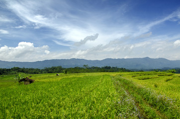 cloud seen from field such as dragon