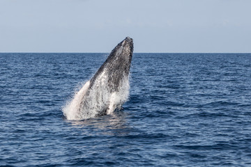 Humpback Whale Beginning to Breach