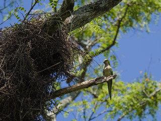 Fototapeta premium The monk parakeet (Myiopsitta monachus)