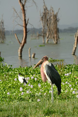 Marabou stork, Lake Naivasha, Kenya