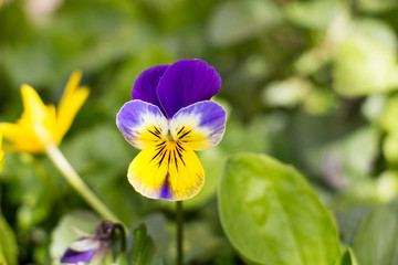 Pansy Spring Flower
