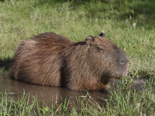 Capybara, the largest rodent