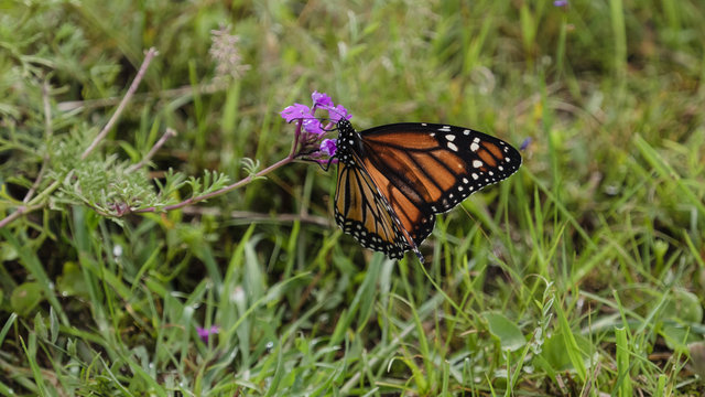 The monarch butterfly  (Danaus plexippus)