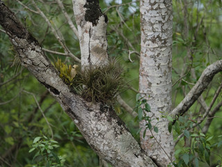 Obraz premium Wild tropical air-plants