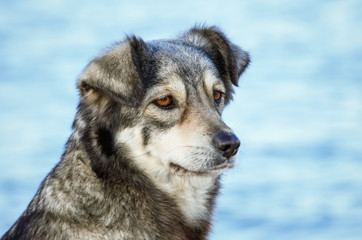 Portrait of Dog