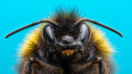 Angry Bumblebee