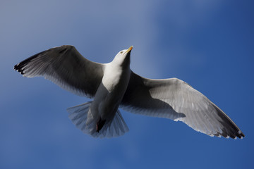 European Herring Gull, Larus argentatus