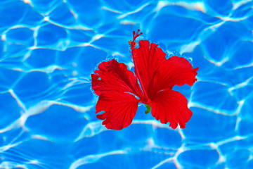 Tropical hibiscus flower in water