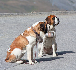 St. Bernard Dog