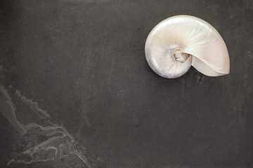 Obraz premium Muszla perłowa komorowego nautilusa na czarnym tle łupków z miejsca na kopię.