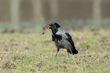 Fototapeta premium Hooded crow standing in a grass field with nesting material in the beak