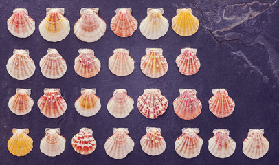 Vintage stylized colorful shells on dark stone background