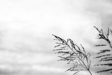 Fototapeta premium Vintage style of flower in black and white