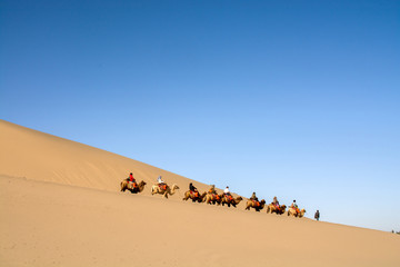 Fototapeta na wymiar Group of tourists and camels