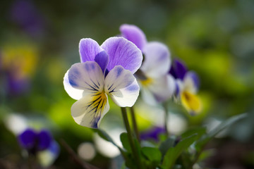 
Pansy Spring Flower