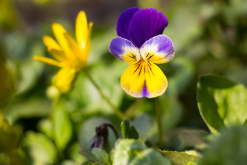 
Pansy Spring Flower