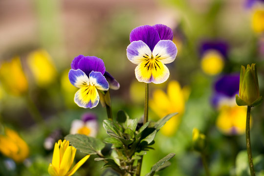 
Pansy Spring Flower
