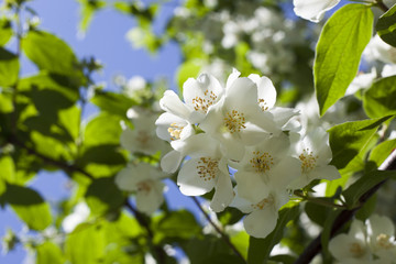 jasmine flowers2 - 106496925