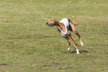 Obraz na płótnie Canvas Azawakh hound running