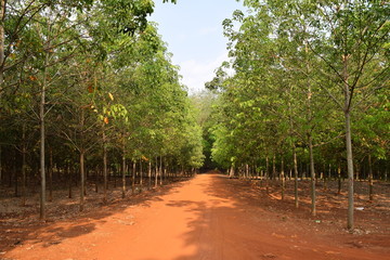 two row of rubber trees harvesting for industry create a deep unique road in Vietnam