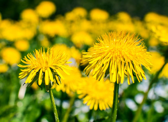 Dandelions in the meadow.