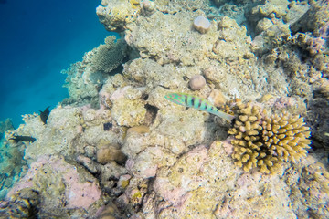 Naklejka na ściany i meble exotic marine life near Maldives island, tropical summer vacation concept 