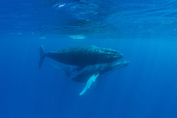 Naklejka premium Humpback Whales in Shallow Water