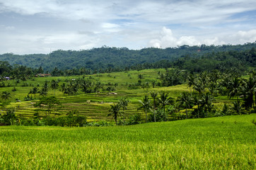 extensive rice terracer