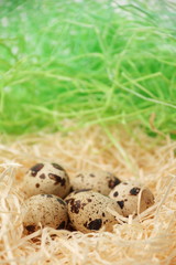 Quail eggs in a nest of hay./Quail eggs in a nest of hay.