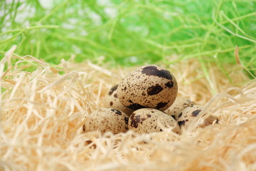 Quail eggs in a nest of hay./Quail eggs in a nest of hay.