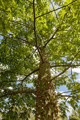 Tronc épineux du jeune Fromager, Guyane française