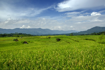 paddy field between hills