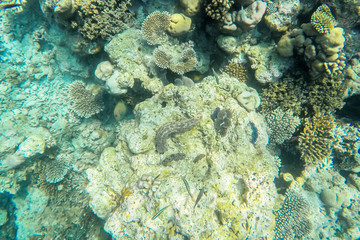 Fototapeta na wymiar exotic marine life near Maldives island, tropical summer vacation concept 