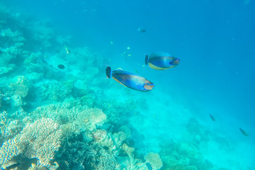 Fototapeta na wymiar exotic marine life near Maldives island, tropical summer vacation concept 