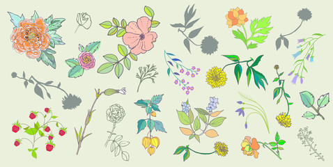 Hand Drawn vintage floral elements. Set of flowers.