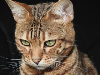 portrait of a bengal cat