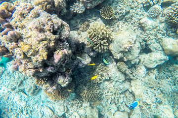 exotic marine life near Maldives island, tropical summer vacation concept 