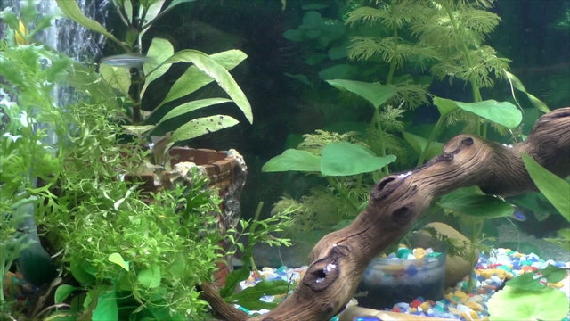 Aquarium with fish and mangrove snag