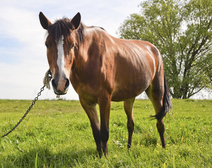 Obraz premium Young beautiful and proud horse/ Young beautiful and proud horse grazing in the meadow near forest on the farmland