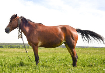 Young beautiful and proud horse/ Young beautiful and proud horse grazing in the meadow near forest...