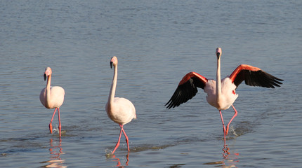 flamant rose