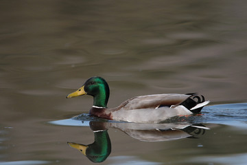 canard