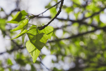 Close-up of green leaves