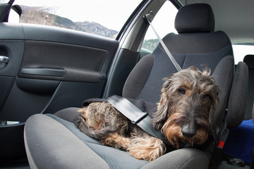 Cane bassotto in auto